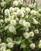 Höyhenpensas