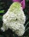 Japaninhortensia Phantom