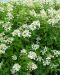 Kuutamohortensia