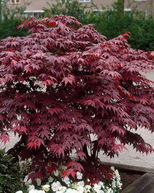 Verijapaninvaahtera Atropurpureum