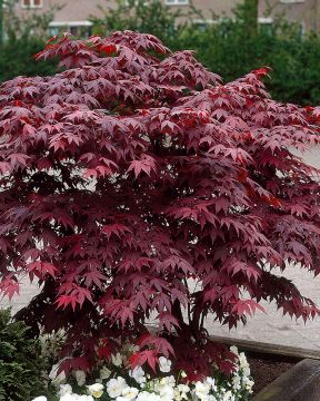 Verijapaninvaahtera Atropurpureum