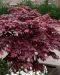 Verijapaninvaahtera Atropurpureum