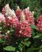 Japaninhortensia Pinky Winky