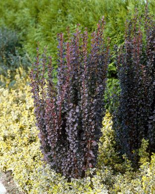 Purppurahappomarja Helmond Pillar