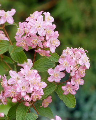 Tarhanietospensas Mont Rose