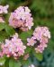 Tarhanietospensas Mont Rose