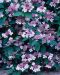 Safiirihortensia Blue Bird 3 kpl