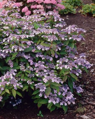 Safiirihortensia Blue Bird 3 kpl
