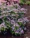 Safiirihortensia Blue Bird 3 kpl