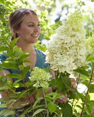 Japaninhortensia Skyfall