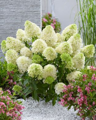 Japaninhortensia Skyfall