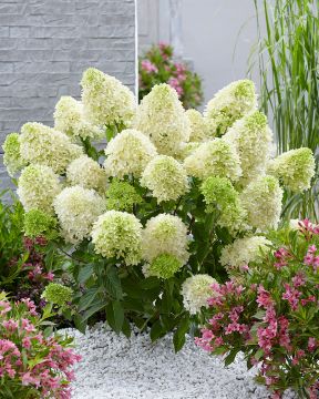 Japaninhortensia Skyfall