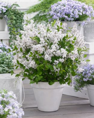 Pikkusyreeni Flowerfesta White