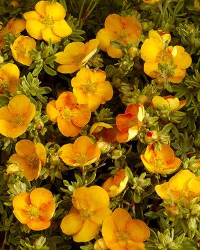 Pensashanhikki Tangerine 3 kpl