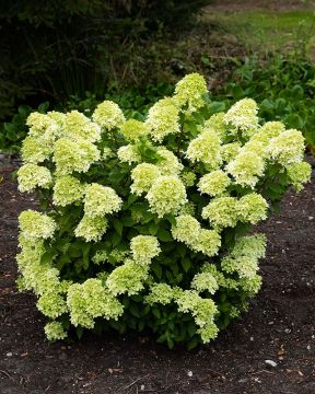 Japaninhortensia Living Little Passion
