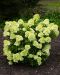 Japaninhortensia Living Little Passion