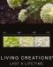 Japaninhortensia Living Little Passion