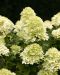 Japaninhortensia Living Little Passion