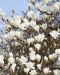 Japaninmagnolia