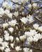 Japaninmagnolia