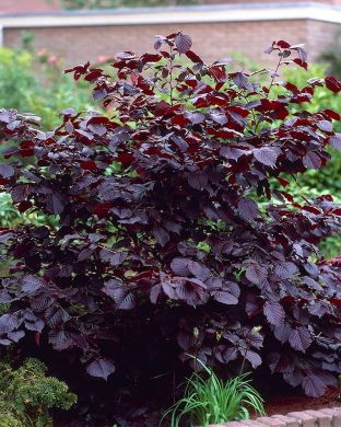 Veripähkinäpensas Purpurea