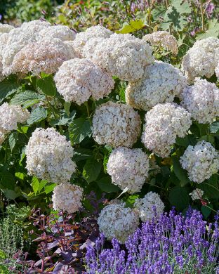 Pallohortensia Marshmallow