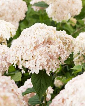 Pallohortensia Marshmallow