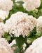 Pallohortensia Marshmallow