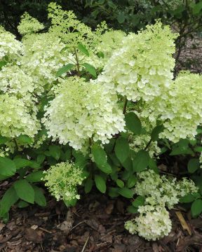 Pikkujapaninhortensia Bobo