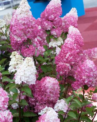 Japaninhortensia Fraise Melba