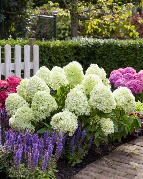 Pikkujapaninhortensia Little Spooky