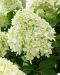 Pikkujapaninhortensia Little Spooky