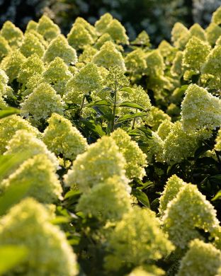 Pikkujapaninhortensia Living Cotton Cream