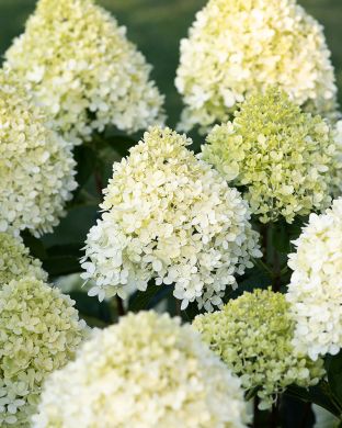 Pikkujapaninhortensia Living Cotton Cream