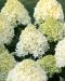Pikkujapaninhortensia Living Cotton Cream