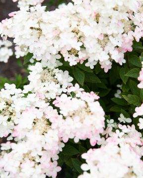 Pikkujapaninhortensia Living Touch of Pink
