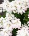 Pikkujapaninhortensia Living Touch of Pink