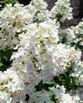 Pikkujapaninhortensia Living Touch of Pink