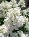 Pikkujapaninhortensia Living Touch of Pink