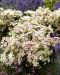 Pikkujapaninhortensia Polestar