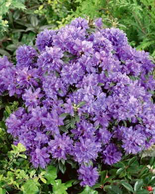 Sinialppiruusu Ramapo 