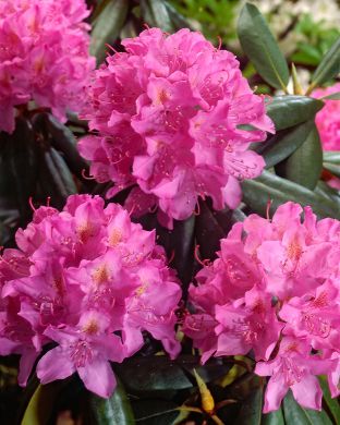 Puistoalppiruusu Roseum Elegans 5 ltr