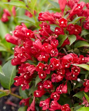 Tarhakotakuusama All Summer Red