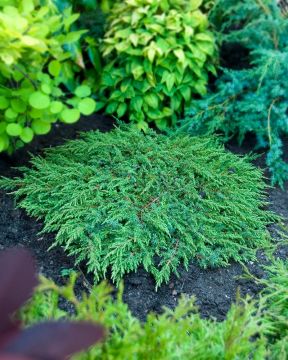 Kääpiökataja Green Carpet