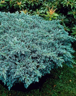 Sinikataja Blue Star