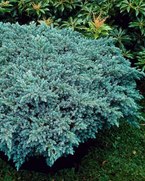 Sinikataja Blue Star