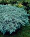 Sinikataja Blue Star
