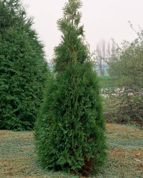 Kartiotuija Brabant 80-100 cm