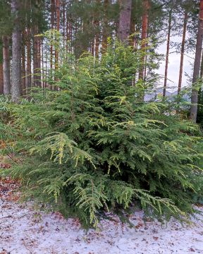 Kanadanhemlokki