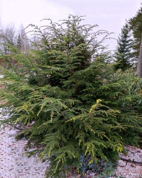 Kanadanhemlokki